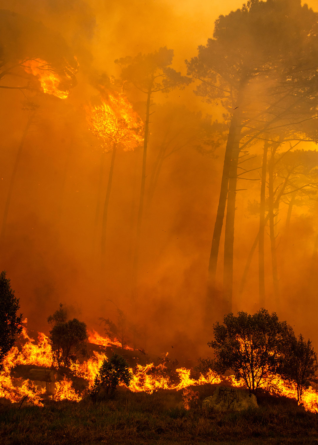 Wild Fires